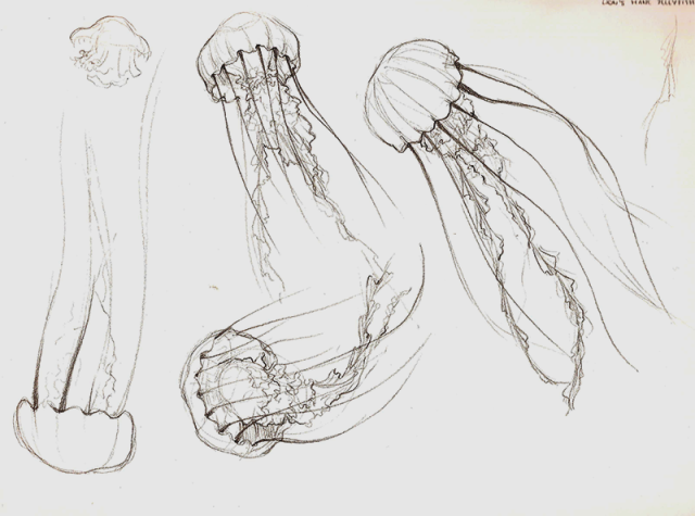 11/03/2014 - Lion's Mane Jellyfish (Backlog)